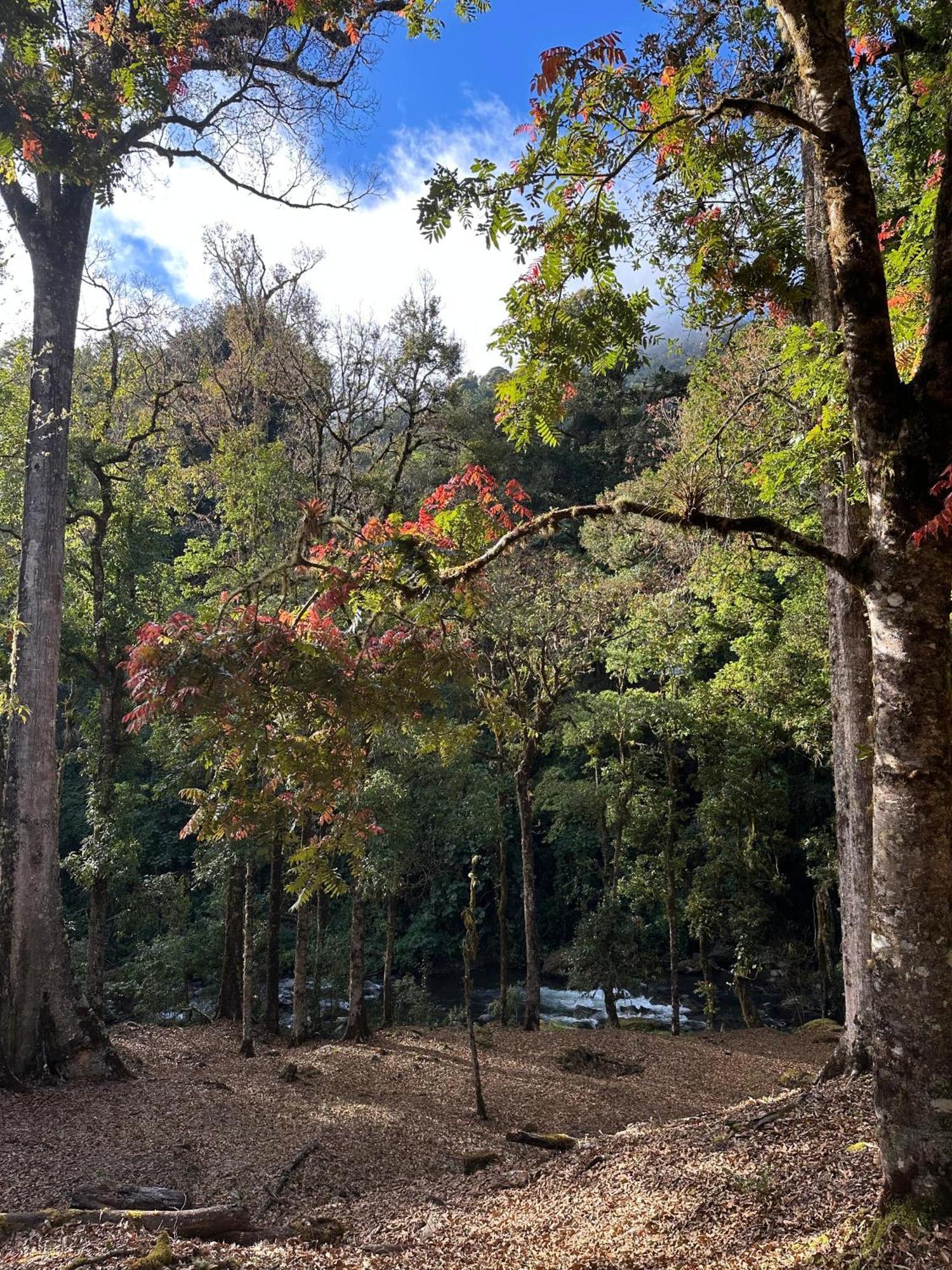 Entre Arboles Lodge San Gerardo de Dota Exterior foto